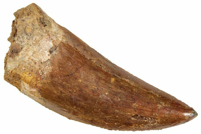 Serrated, Carcharodontosaurus Tooth - Real Dinosaur Tooth #241363